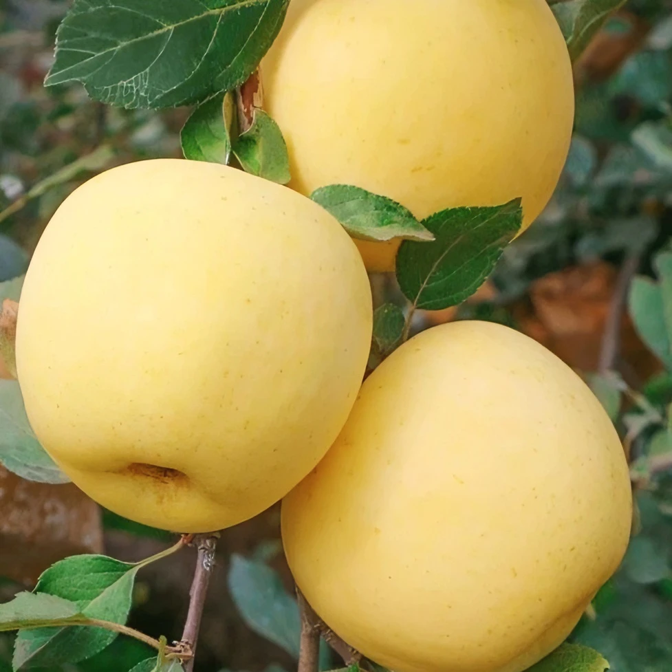 【现货包邮】奶油富士苹果口感脆甜水分多汁食用新鲜2斤4.5斤8.5斤