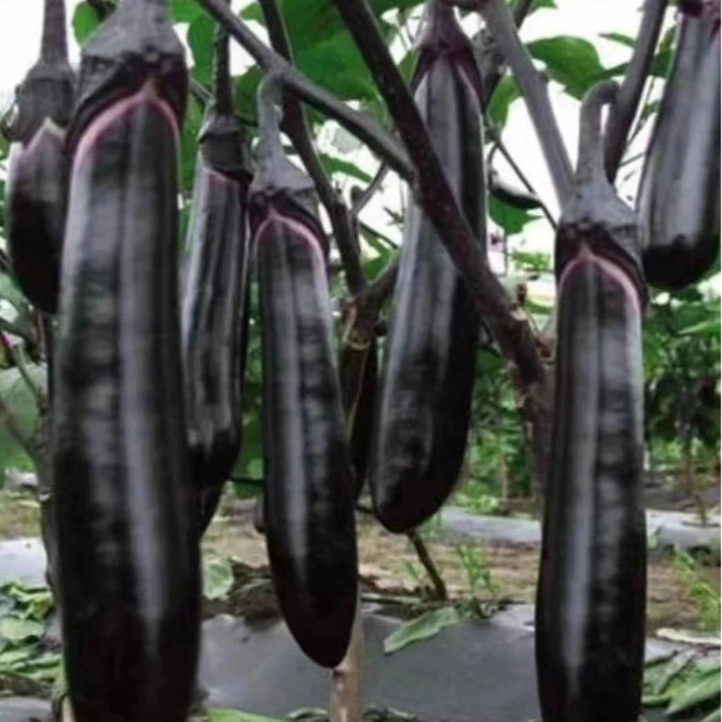 东北榆树新摘沈茄5斤保邮到家