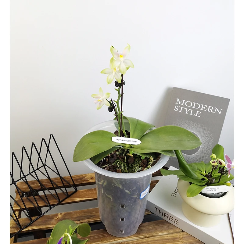 [粉色贝丽娜]7寸高脚杯原生蝴蝶兰苗趣味浓香带花苞带花带花剑 花