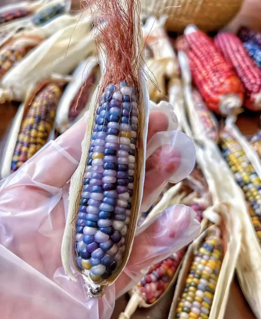 七彩玉米毛料车挂  摆件DIY