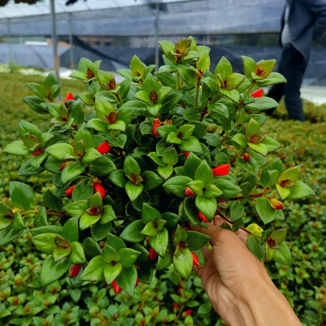 橙红色金鱼大冠幅红花金鱼吊兰带花苞，稀有品种金鱼花