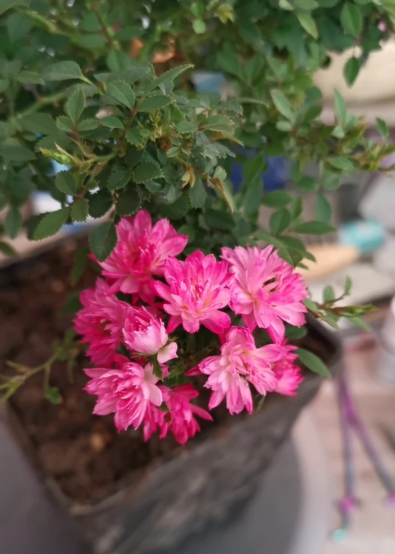 维洛言熙园艺  2024超新品 瑾荷-玲珑 微型月季 矮小