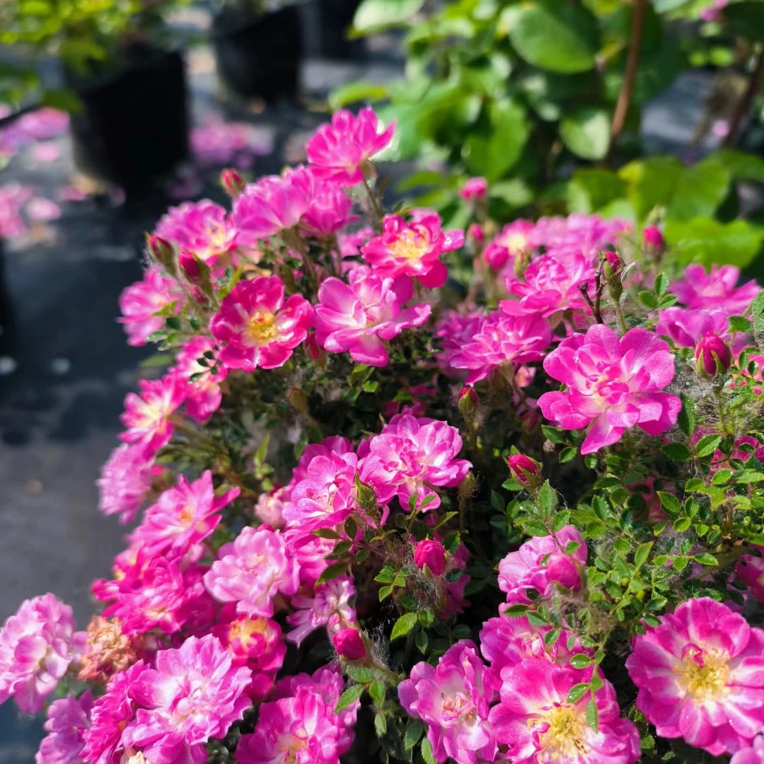 维洛言熙园艺 24年新品 姬红贵 超微月季 植株矮小有香味
