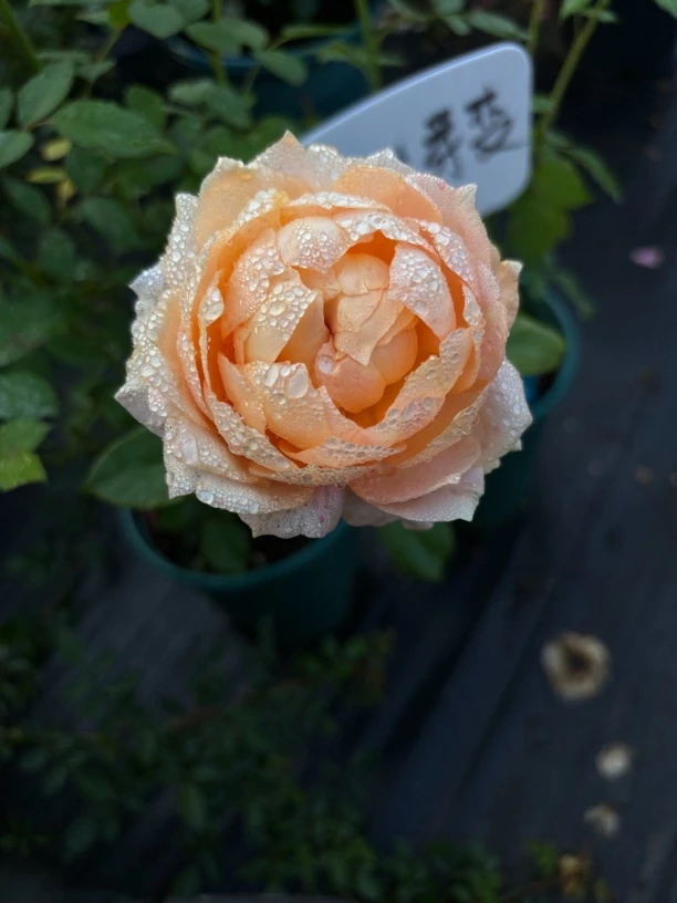 维洛言熙园艺 超新品美人系列合集！杏花  果鸡美人