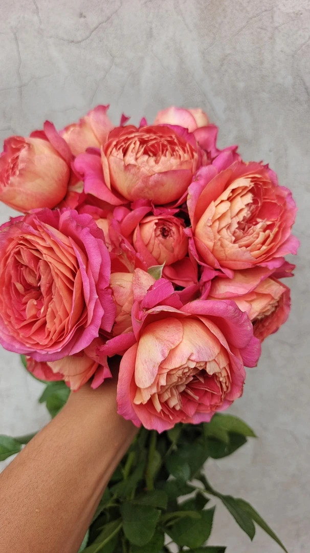 维洛言熙园艺  23年新品 果鸡美人，1加仑根接苗