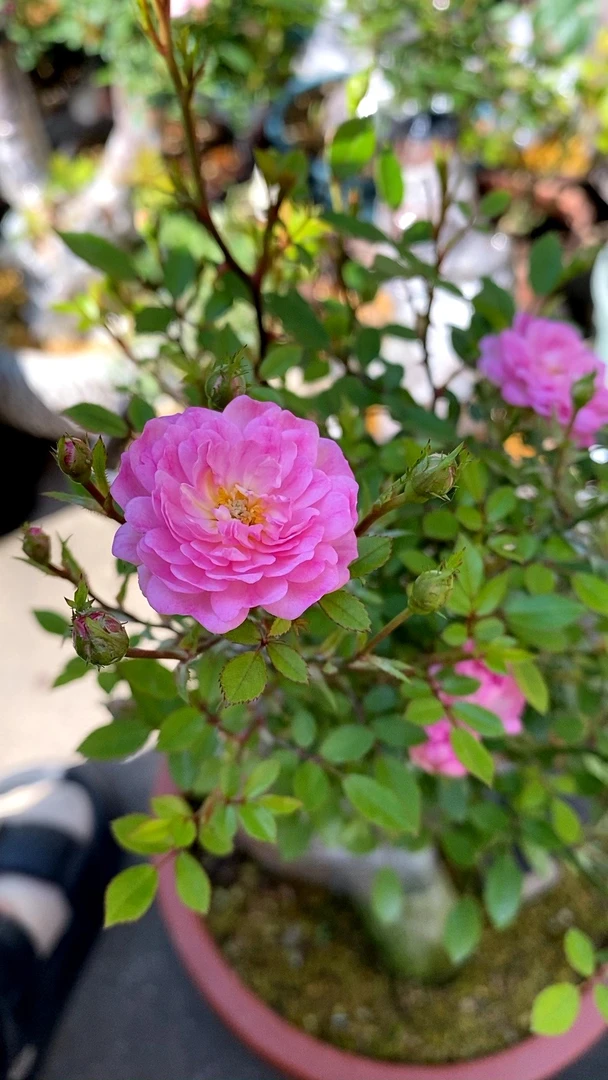 维洛言熙园艺   24年新品微月粉变月季超微！主图春花，后夏花