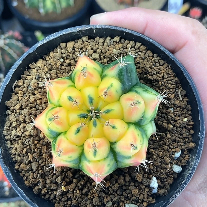 【闪购商品】泰系米哈一物一拍