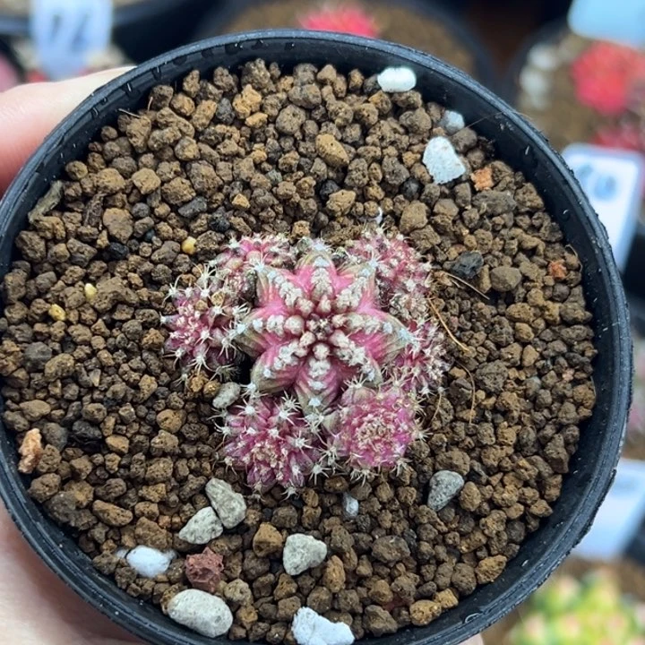 粉钻海神米哈仙人球