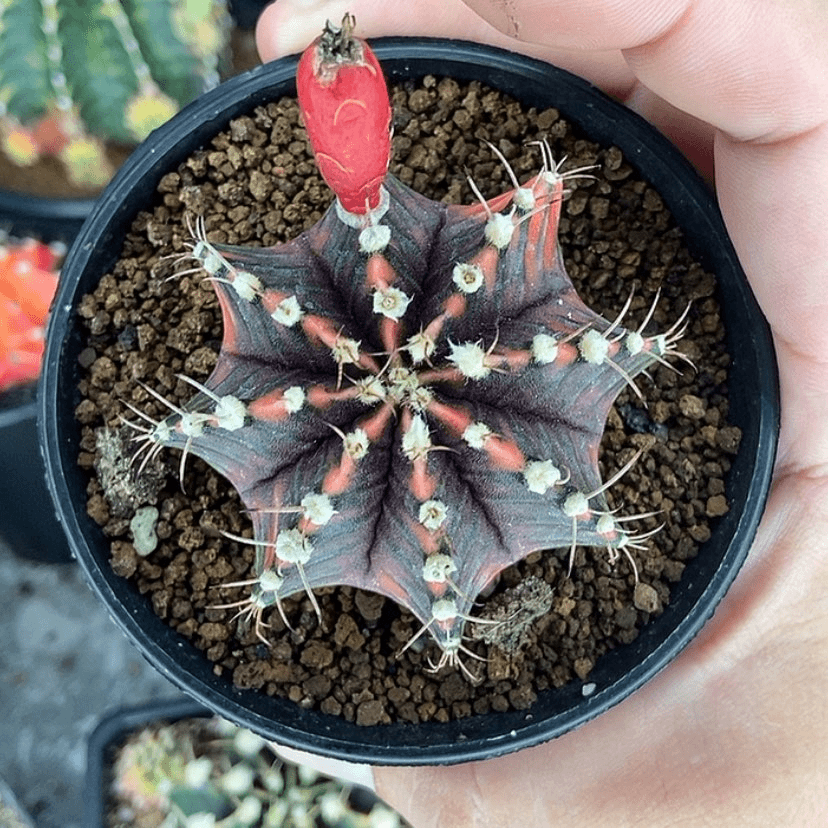 【闪购商品】泰系米哈一物一拍