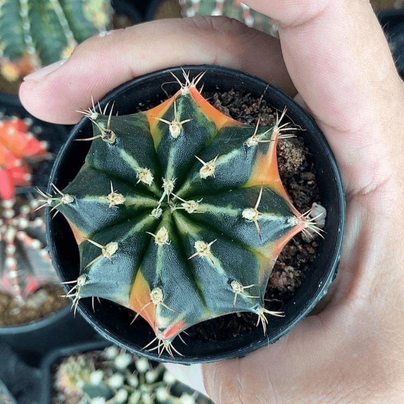 【闪购商品】实生米哈一物一拍