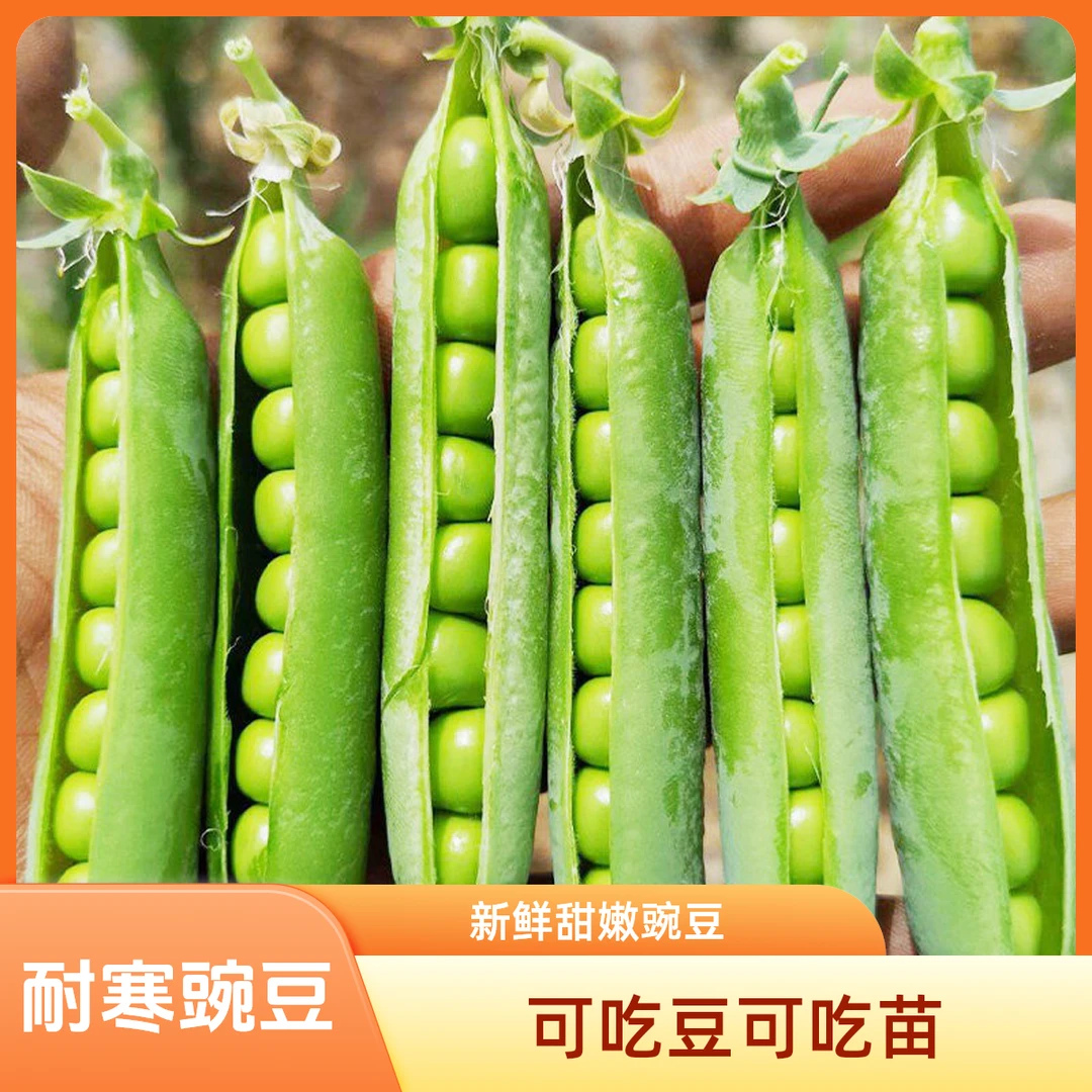 新鲜豌豆苗种子专吃豌豆尖四季种植芽苗菜甜豌豆种子阳台盆栽蔬菜