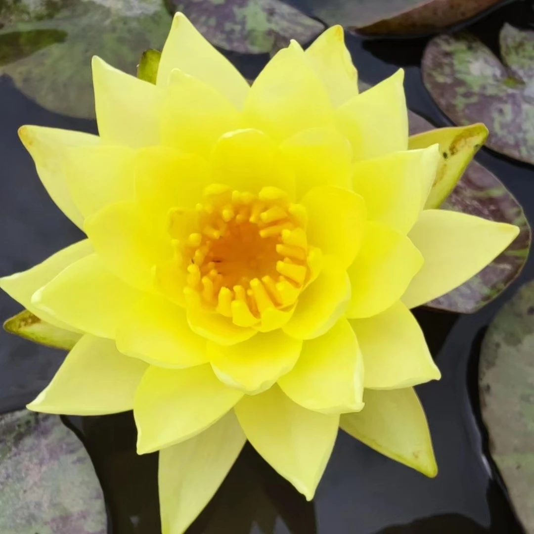黄莲花香水四季大睡莲花池塘水缸水培花卉水养老根夏天开花植物