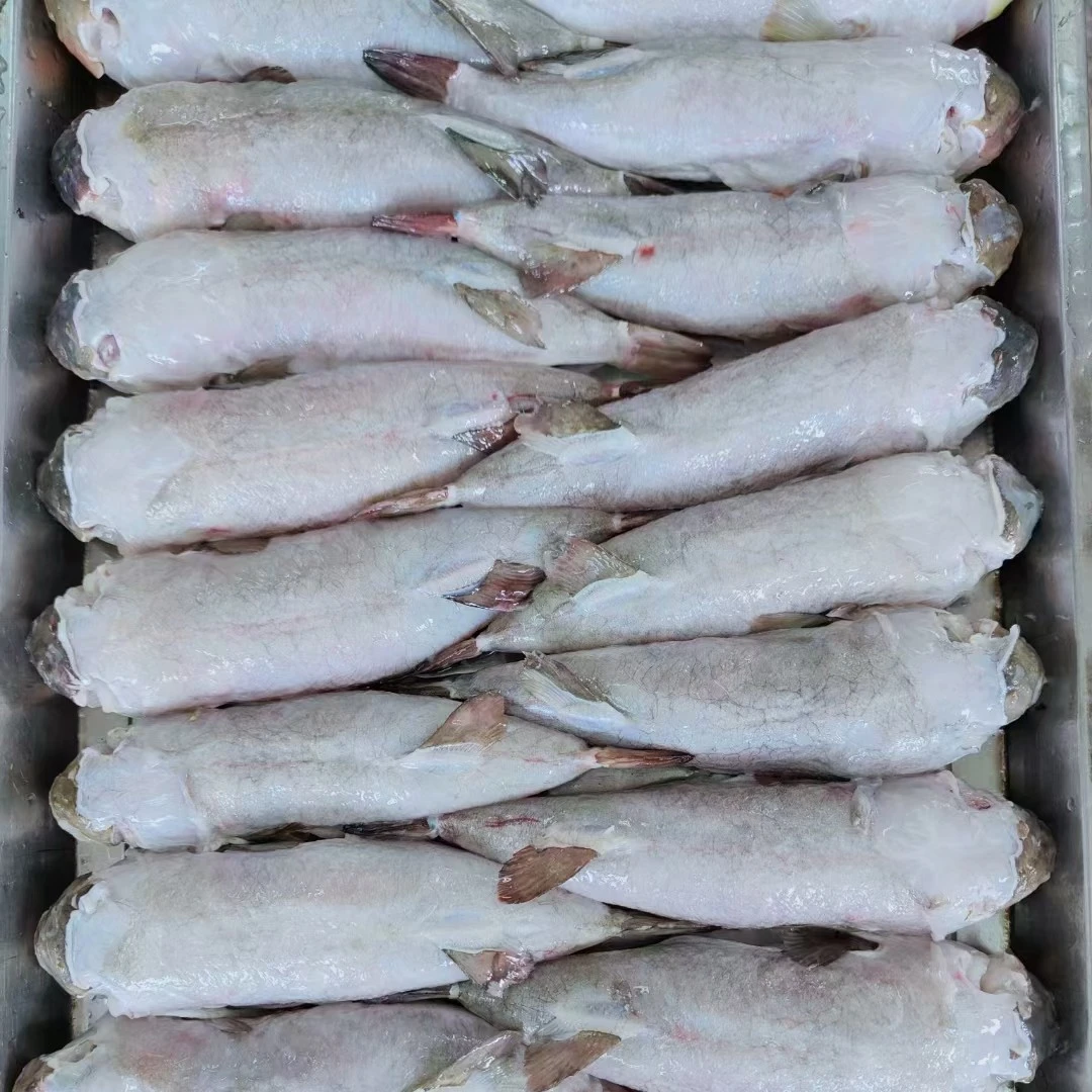 新鲜宰杀河豚鱼2条 500克家宴餐饮均可 安全健康美味 有编码