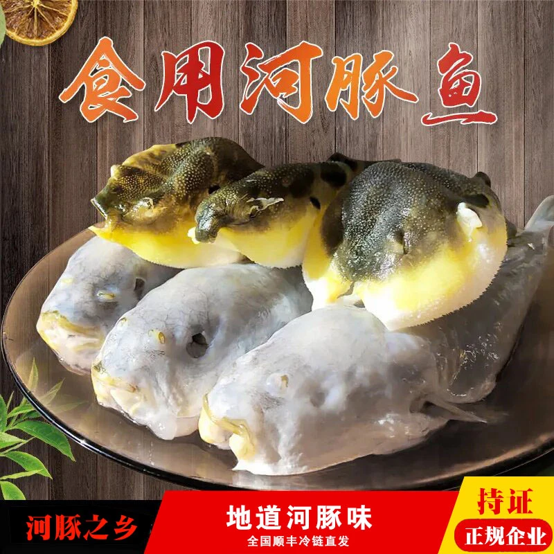 【家用装】生大号河豚鱼 活鱼宰杀 鲜杀鲜发（无内脏有编码）养殖美味