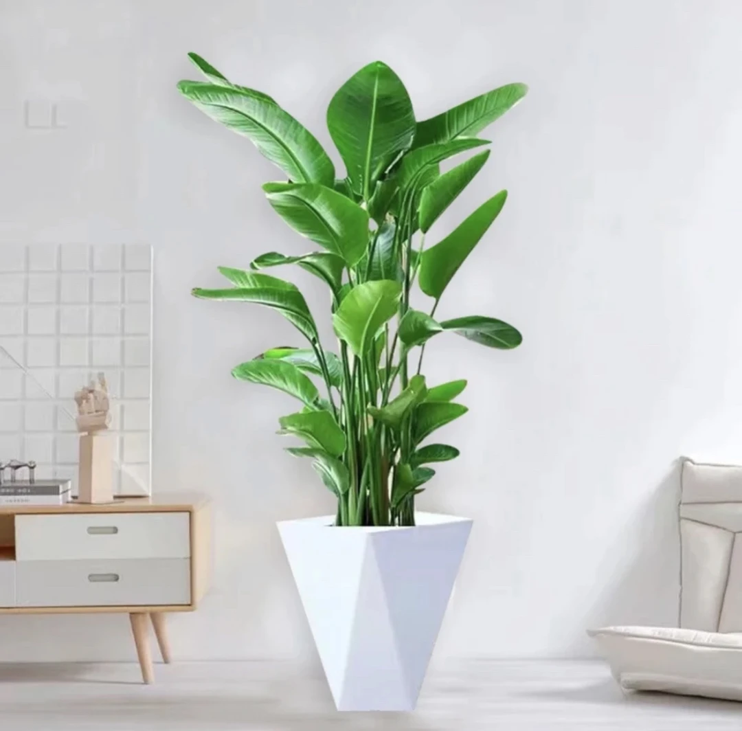 【四株苗80CM左右】天堂鸟盆栽鹤望兰大型绿植净化空气室内客厅好