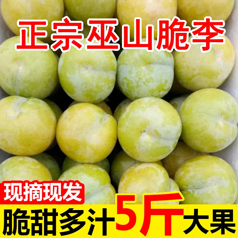 【果园直发】精品重庆巫山李子青脆酸甜爽口当季新鲜水果非蜂糖李子