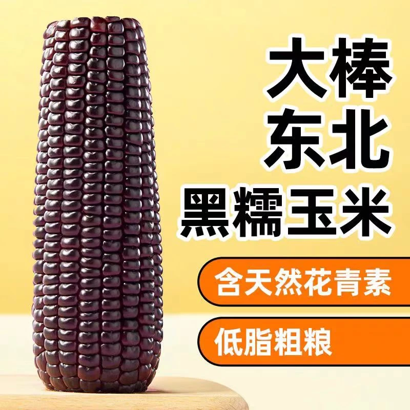 【净重4斤以上10支】正宗东北黑糯玉米软糯香甜蓝莓珍珠玉米