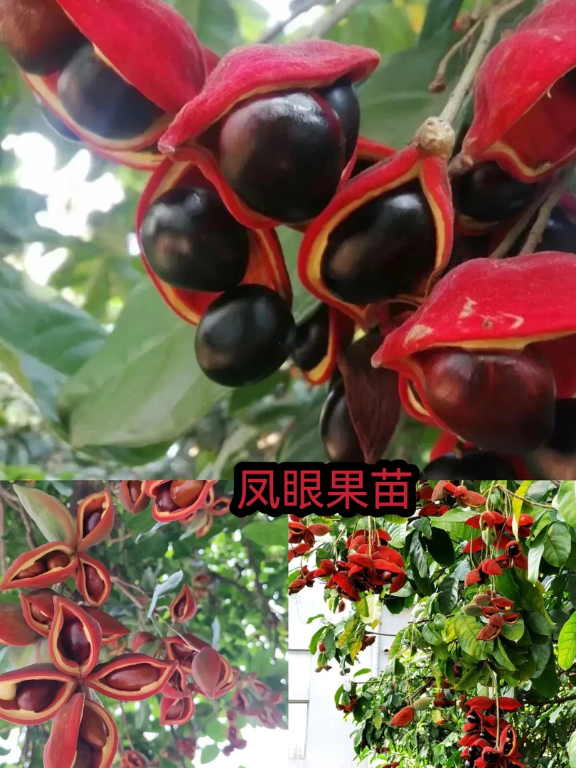 正宗苹婆树苗凤眼树萍婆禄旺小苗九层皮苗富贵子苗