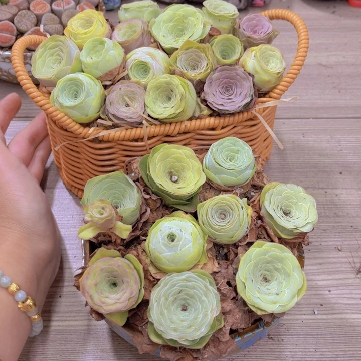 25颗带蓝子00001。