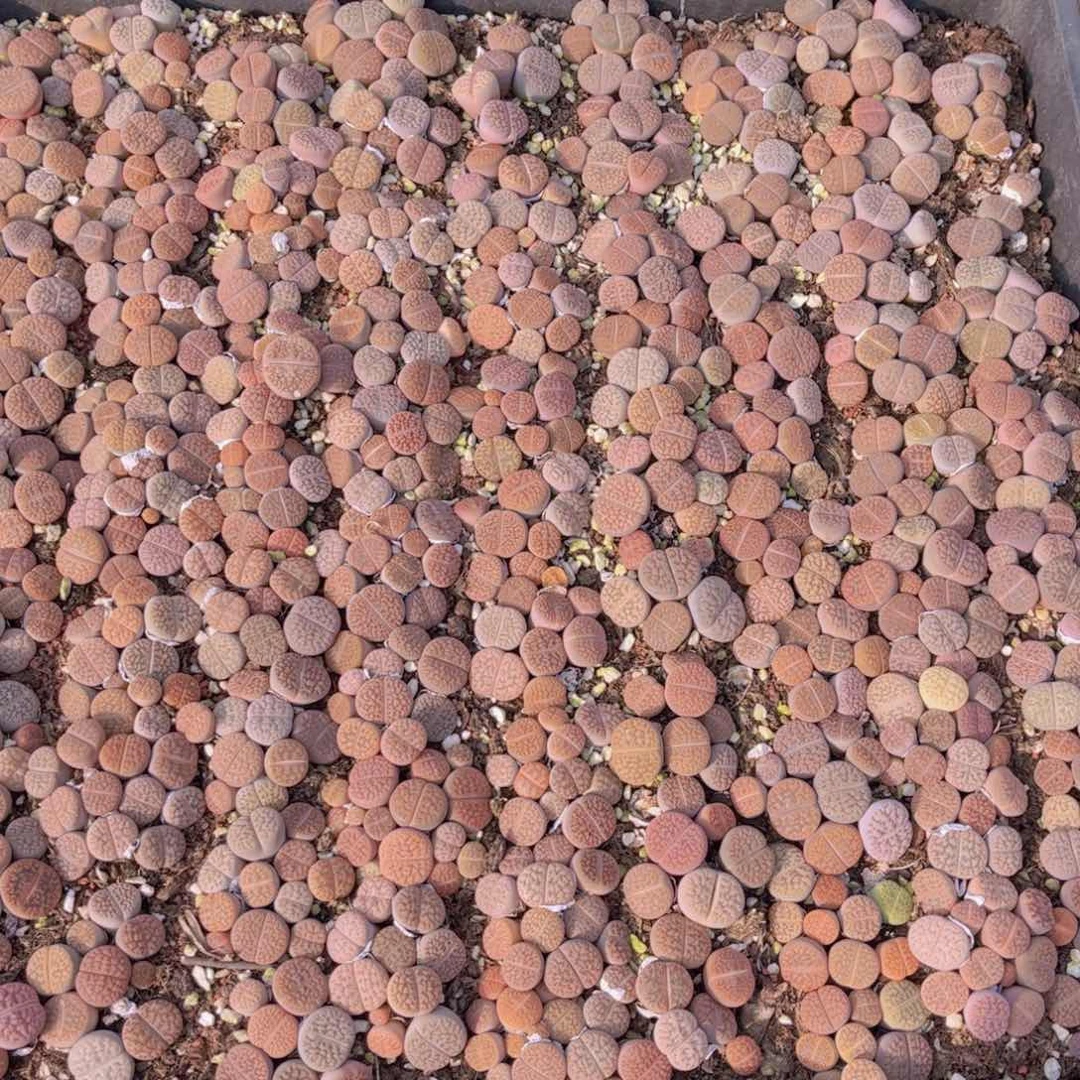 一大筐富贵00000001