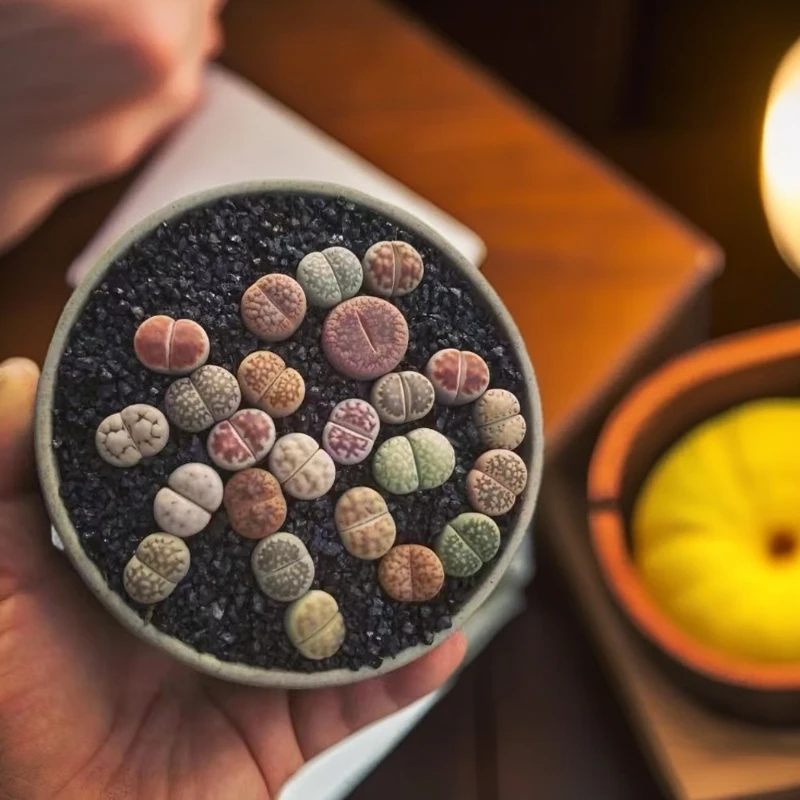 带土生石花混装一整箱