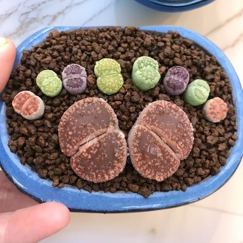 彩拼带土生石花多品种混搭一箱
