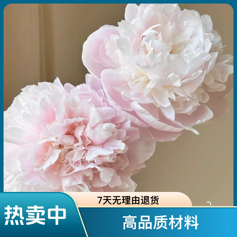进口东京女郎芍药苗
