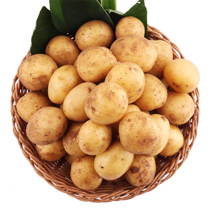 2024富硒小土豆微型迷你小洋芋亢高山马铃薯新鲜蔬菜农家黄心种植