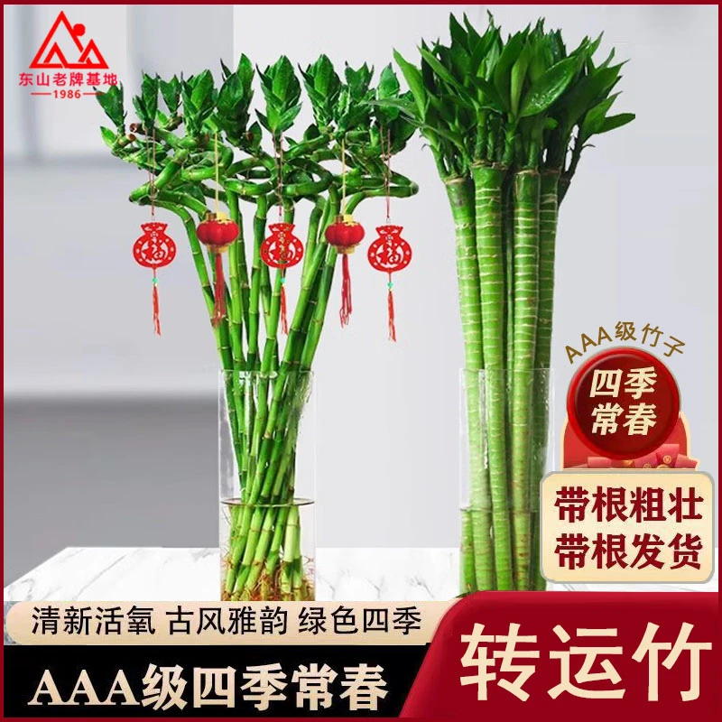 带根转运竹水培植物文昌龙竹开运竹室内客厅桌面水养水竹富贵竹