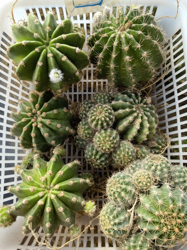 彩草12个8色以上开花带根球易养护防辐射阳台高档盆栽植物