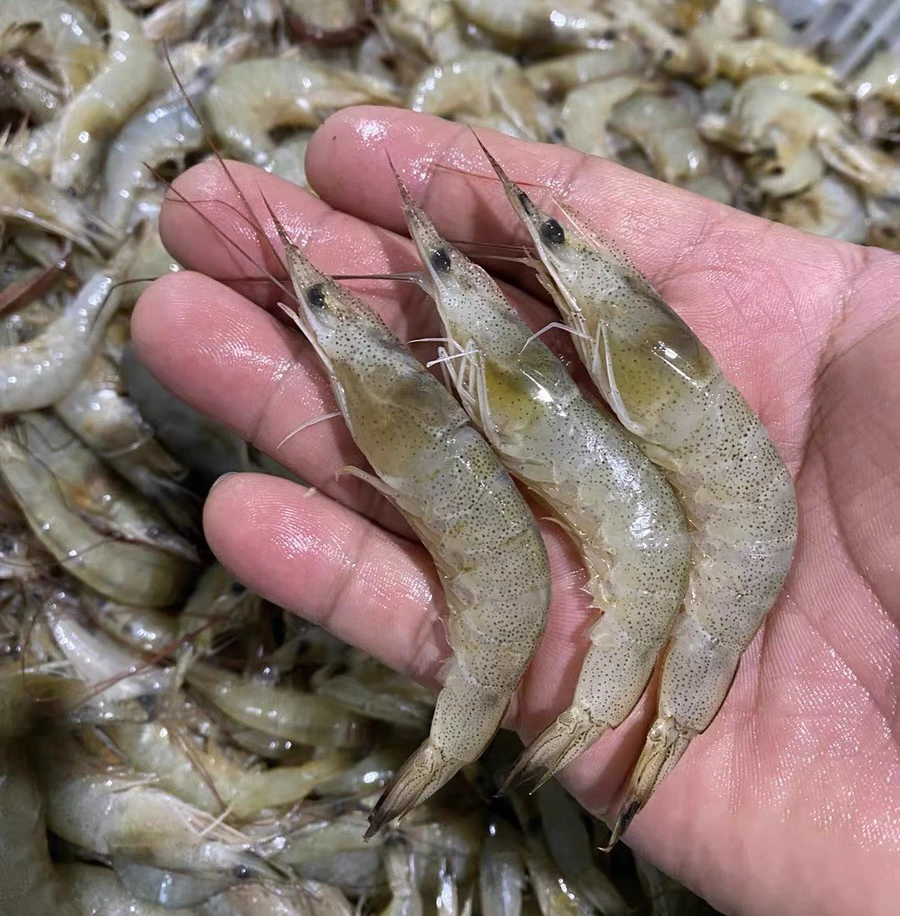 野生羊毛虾（4斤）明虾 水冻白虾 码头直发G