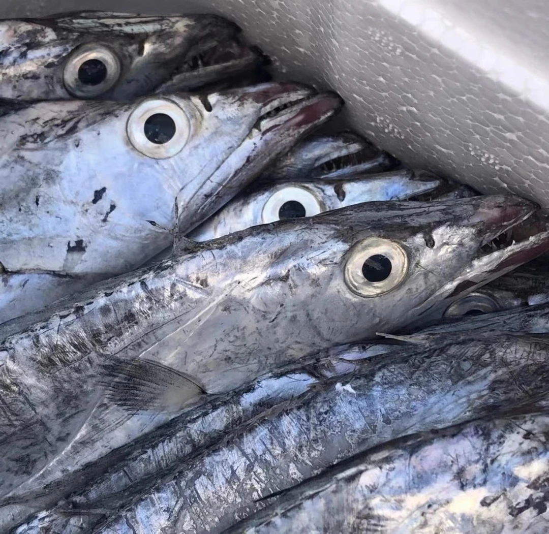 小眼油带鱼（3-4两左右/条）网捕带鱼 有剐蹭破肚不影响新鲜度