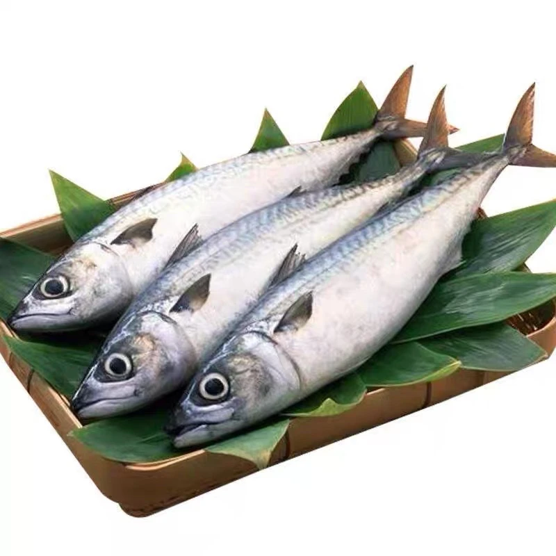 野生海捕鲐鲅鱼（5斤8-11条）青花鱼 花仙鱼 青占鱼