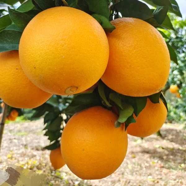 江西赣州赣南脐橙农家快递原产地直发现摘整箱当季新鲜香甜水果