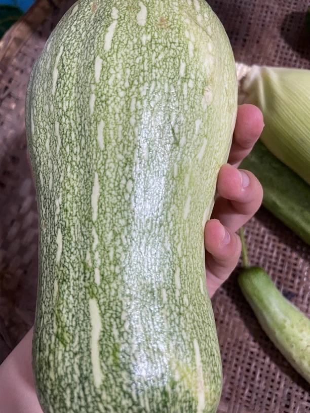 张婆婆家的嫩南瓜