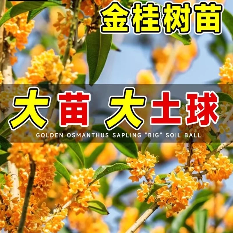 8月红花丹桂、金桂（十年苗）开花飘香阳台庭院室内外好养花卉绿植