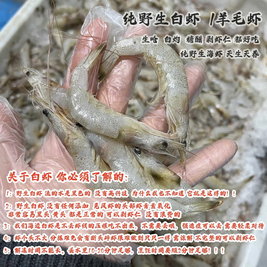 （渔晶晶） 吕四渔港码头  白条虾 白虾 羊毛虾 5-10斤