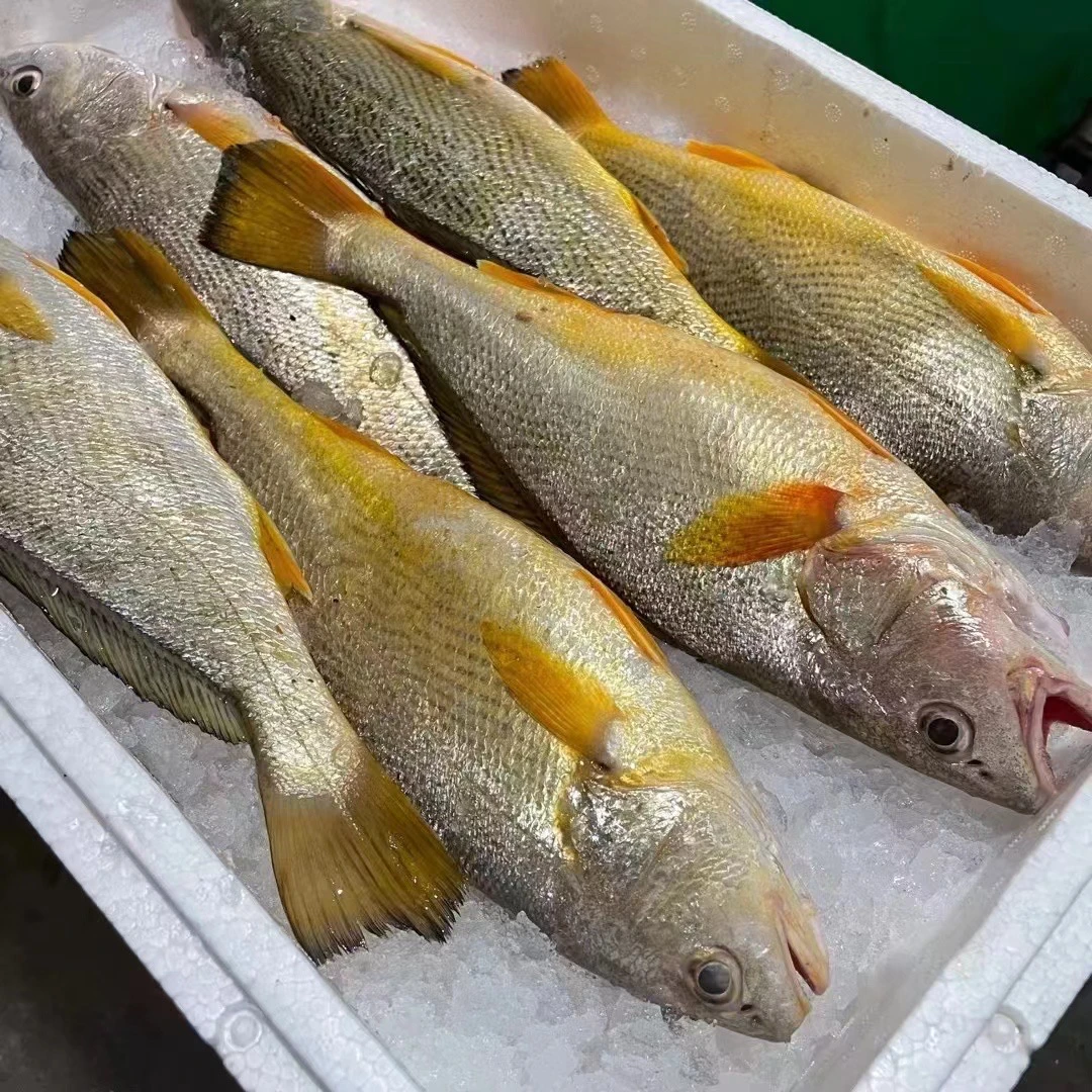 小船白姑 吕四鱼港 纯野生黄姑 白姑 蒜瓣肉 1-10斤可选 顺丰