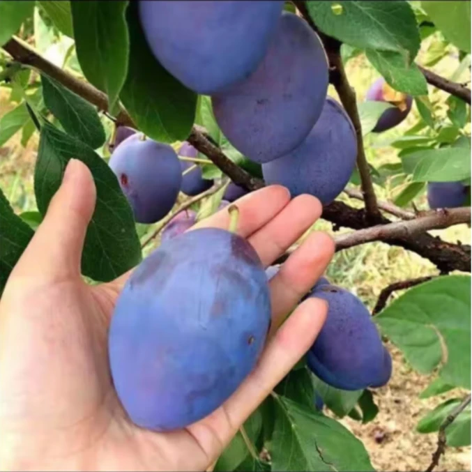 【坏果包赔】西梅新鲜现摘应当季应季水果源头直发