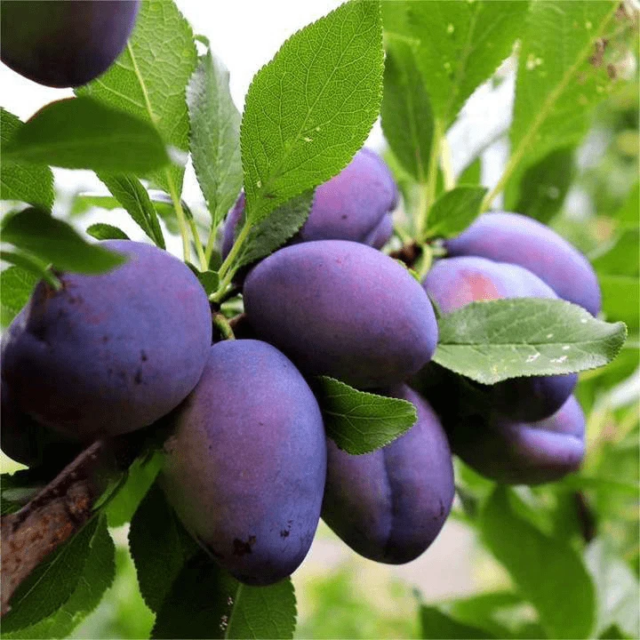【坏果包赔】发货新鲜现摘应当季大果西梅