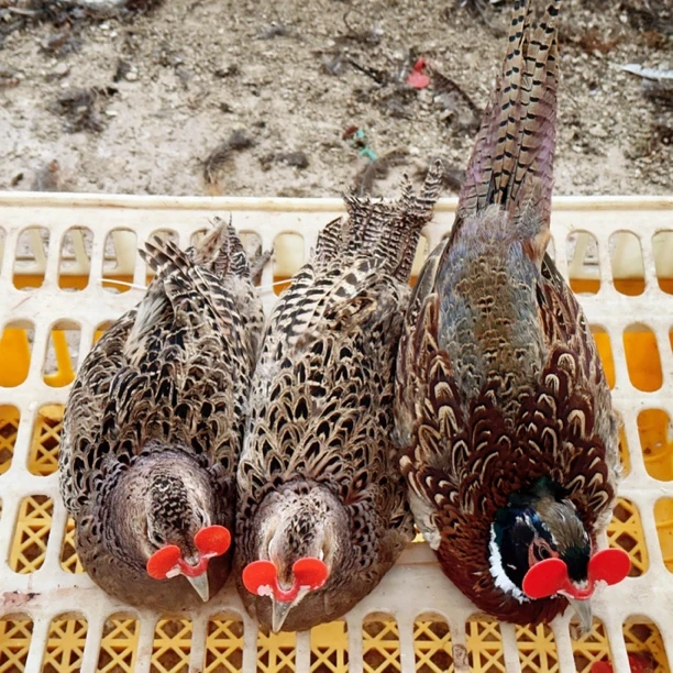 共3只【1公2母】七彩山鸡肉质鲜美-整鸡发货