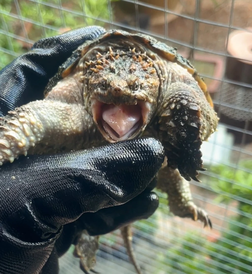 直播挑选精品纯佛小乌龟