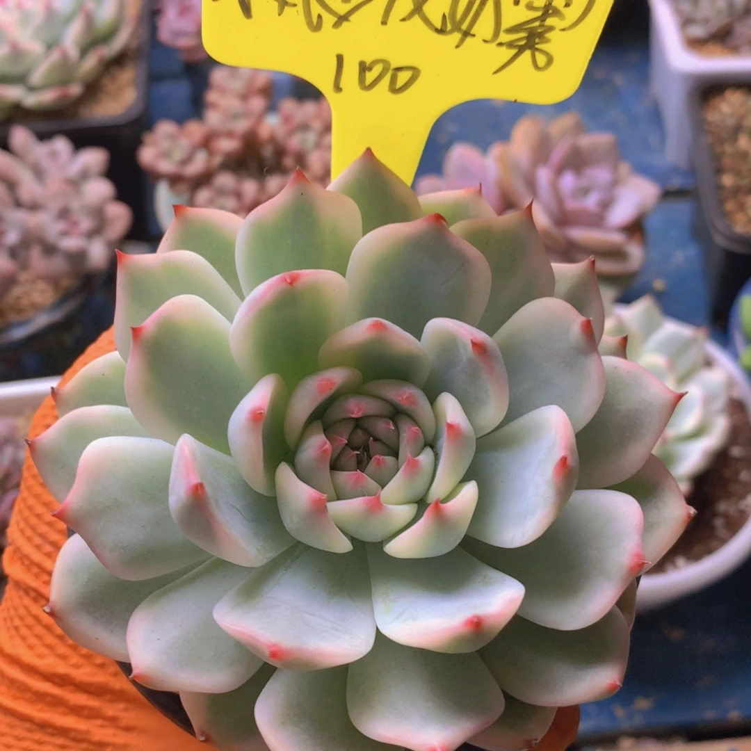 我家的小可爱们都好可爱啊哈哈哈