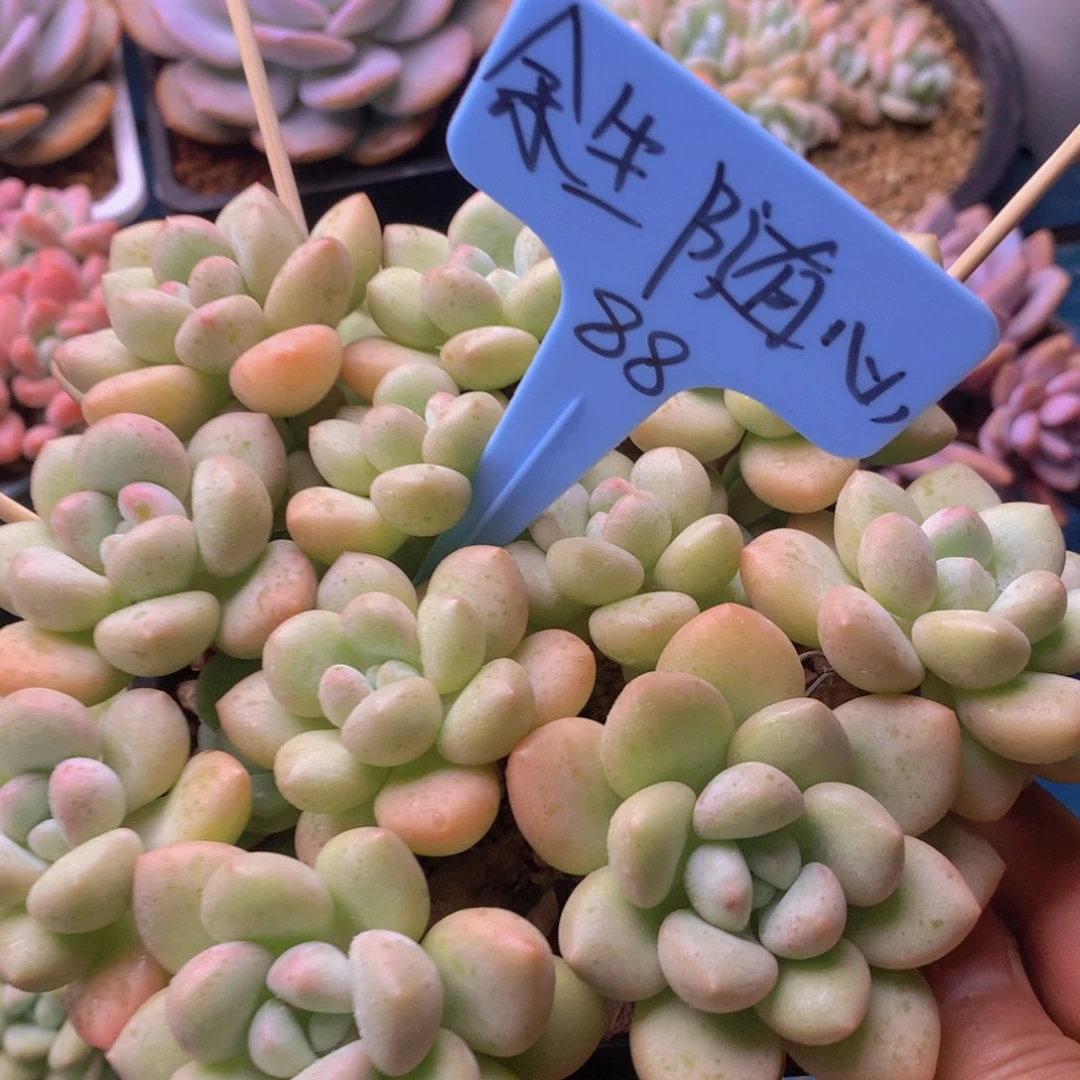 我家的小可爱们都好可爱啊哈哈哈哈哈哈哈