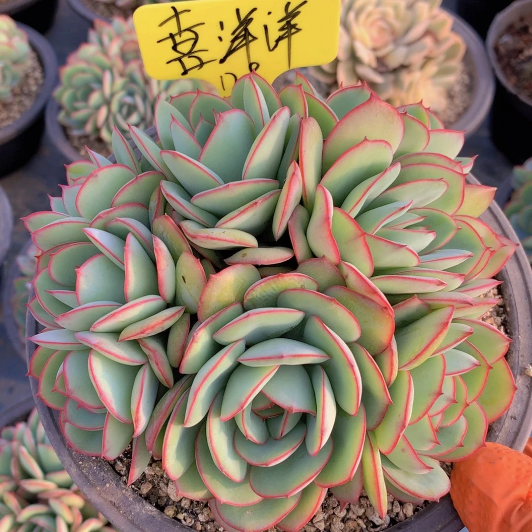 我家的小可爱们都好可爱啊哈哈哈