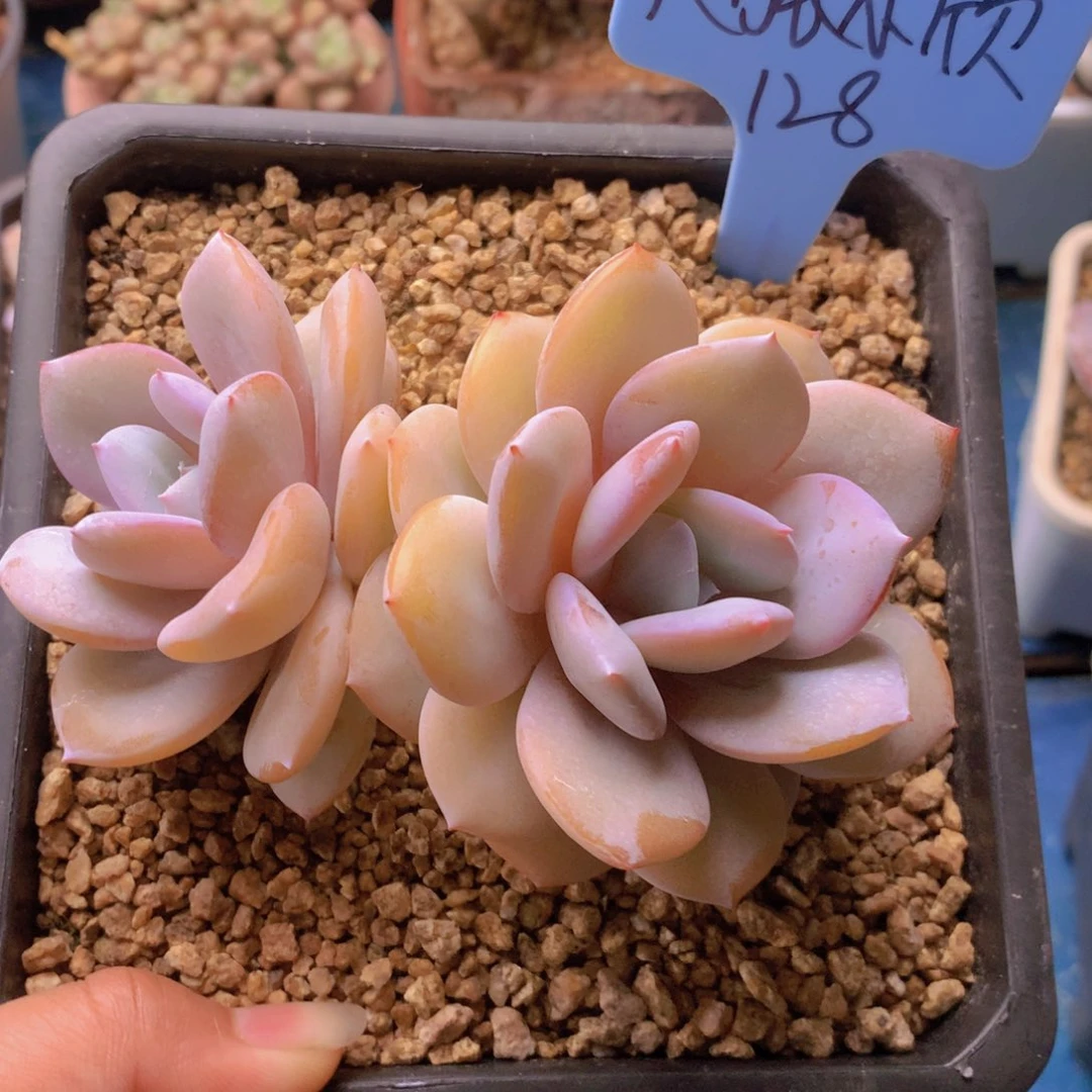 我家的小可爱们都好可爱啊哈哈哈哈哈