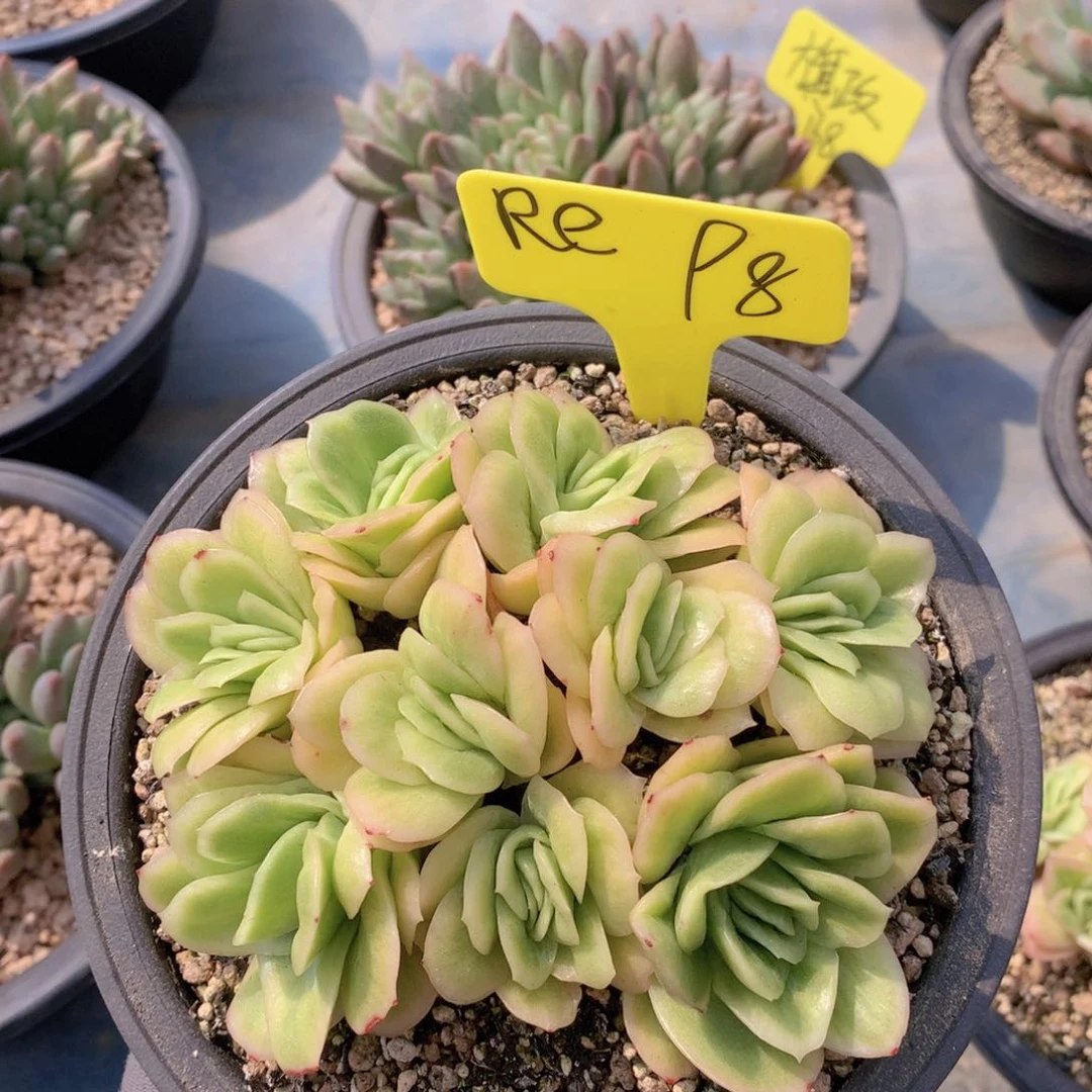 我家的小可爱们都好可爱啊哈哈哈哈哈