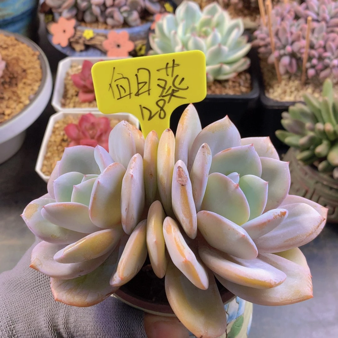 我家的小可爱们都好可爱啊哈哈哈哈哈