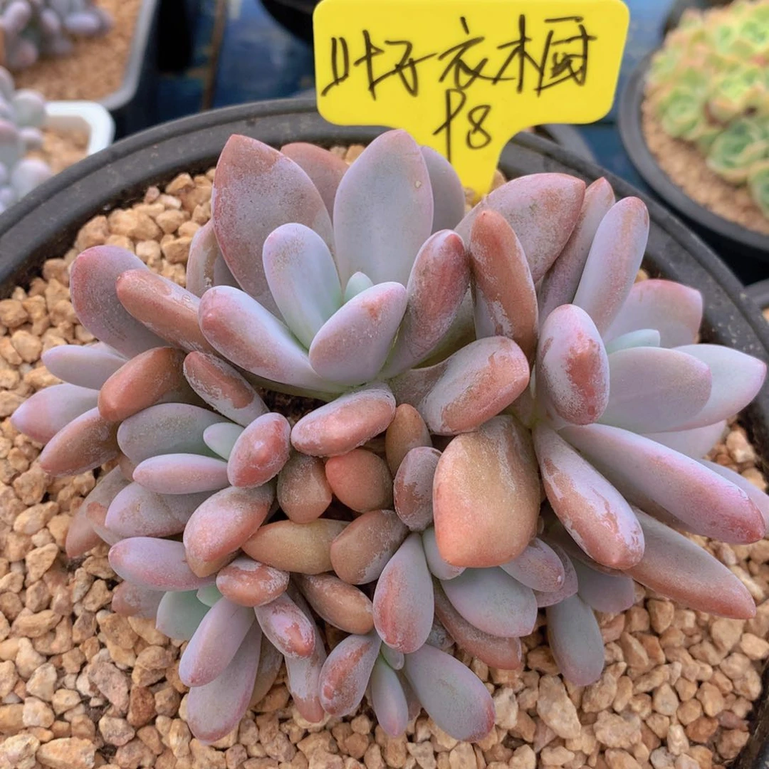 我家的小可爱们都好可爱啊哈哈哈