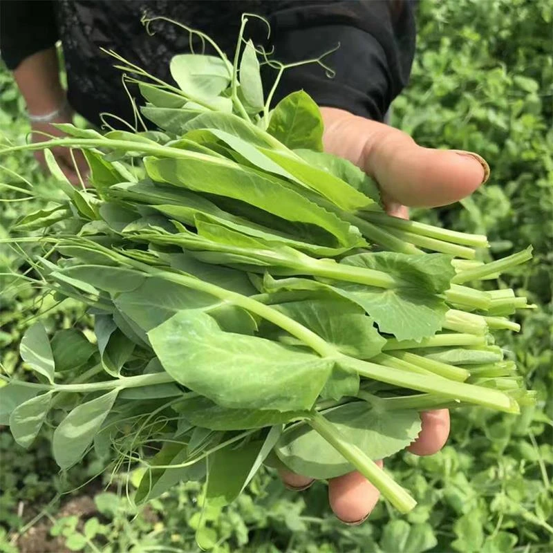 【包邮】川豌豆尖豌豆苗新鲜蔬菜农家应季蔬菜火锅煮汤蔬菜笋1g